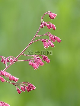 珊瑚的鐘聲,花,盛開(kāi)