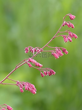 珊瑚的鐘聲,花,盛開(kāi)