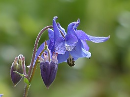 常见akelei,开花,花