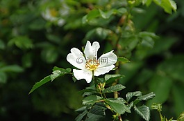 玫瑰果,白花,花瓣