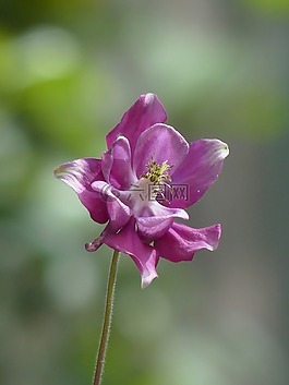 常见akelei,开花,花