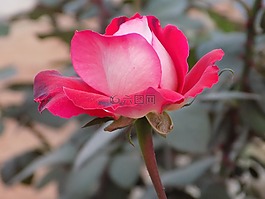 花,玫瑰,特寫