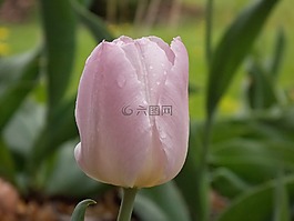 花,自然,植物區(qū)系