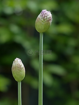 洋蔥開(kāi)花,開(kāi)花,洋蔥