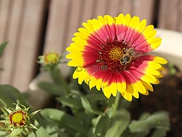 蜜蜂,牧草,性質
