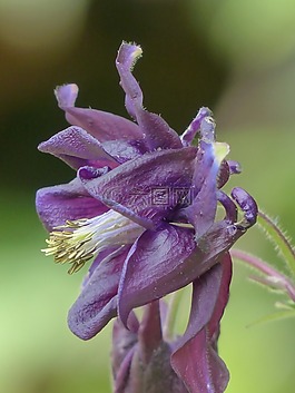 常见akelei,开花,花