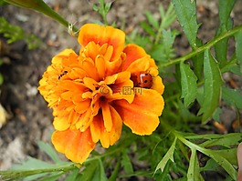 万寿菊,花卉,夏季