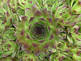 houseleek,厂,叶子
