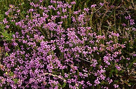 希瑟,植物,鲜花