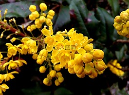 花,黃色,特寫(xiě)