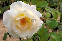 玫瑰,白,開(kāi)花