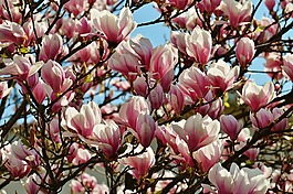 玉蘭,春天,鮮花
