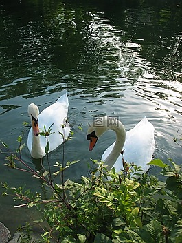 天鵝,水,動物