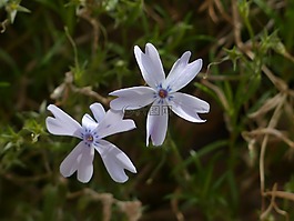 墊福祿,開花,廠