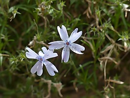 墊福祿,開花,廠