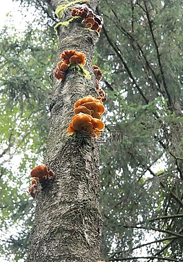 日志,蘑菇,真菌生長(zhǎng)
