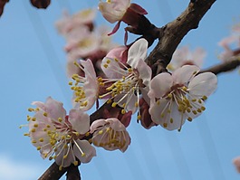 開花,花,粉紅色