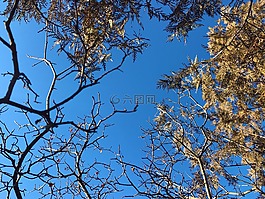 flower,sky,hongluoshi