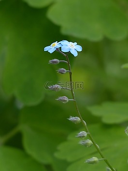 不要忘了我,花,藍(lán)色