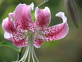 花,蘭花,開花