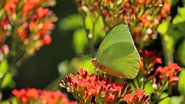 自然,花,植物區(qū)系