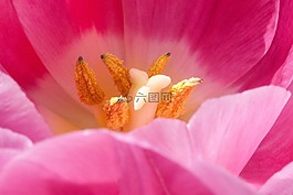 郁金香,雌蕊,花粉
