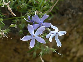 墊福祿,開花,廠