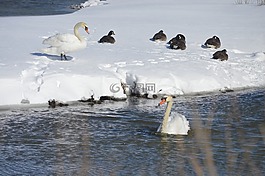 天鵝,雪,溪