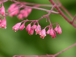 珊瑚的鐘聲,花,盛開(kāi)