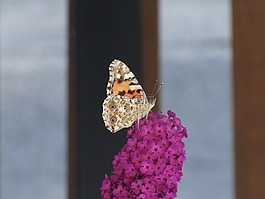 蝴蝶,花卉,粉色
