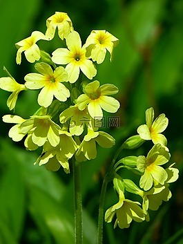 黄花九轮草,林月见草,高月见草