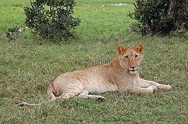 非洲,獅子,野生動物園