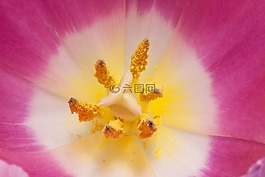花粉,雌蕊,郁金香