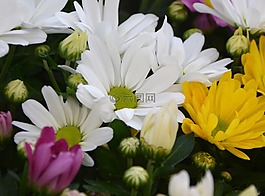 鮮花,白色黃色的鮮花,花蕾
