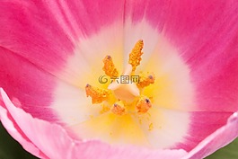 郁金香,郵票,雄蕊