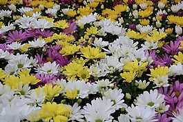 鮮花,白色的花,黃色