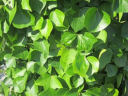葉,植被,性質(zhì)