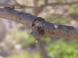云杉,一滴樹脂,馬洛卡