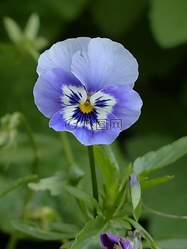 潘茜,開花,藍(lán)色