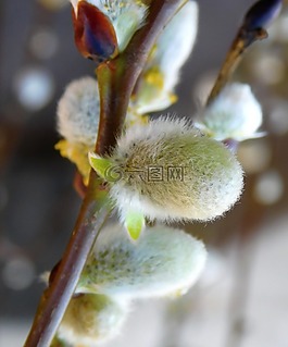 褪色柳,花小貓,芽