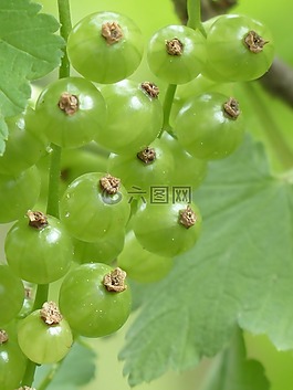 紅醋栗,漿果,未成熟的