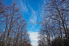樹木,冬天,森林