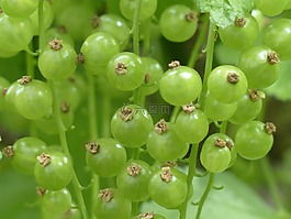 紅醋栗,漿果,未成熟的