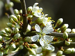 schlehe,布莱克索恩,杏棘胸蛙