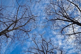 樹(shù)木,冬天,森林