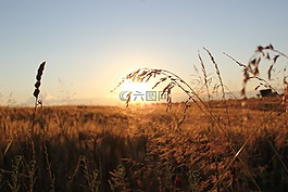 日落,晚上,草