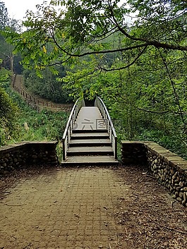 橋,森林,路徑