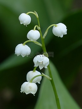 鈴蘭,開花,白