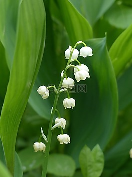 鈴蘭,開花,白