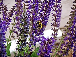 熊蜂,蜜蜂,薰衣草